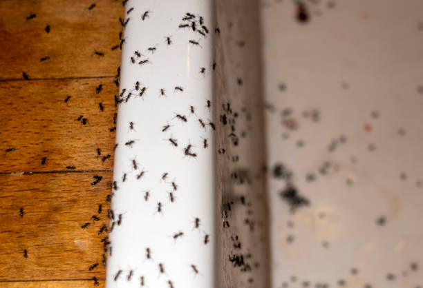 Best Best Pest Control Companies  in Guthrie, KY